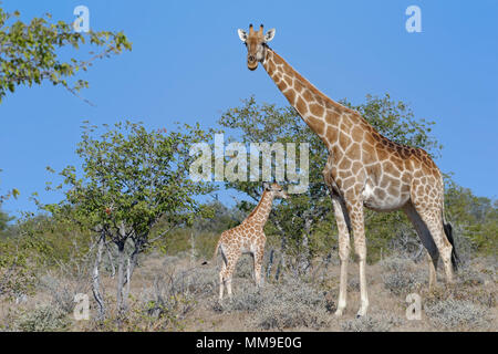 Angolan giraffes (Giraffa camelopardalis angolensis), mother with animal baby, Etosha National Park, Namibia Stock Photo