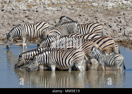Eququs Zebra (Equus quagga) herd at Okaukuejo waterhole, Etosha National Park ...