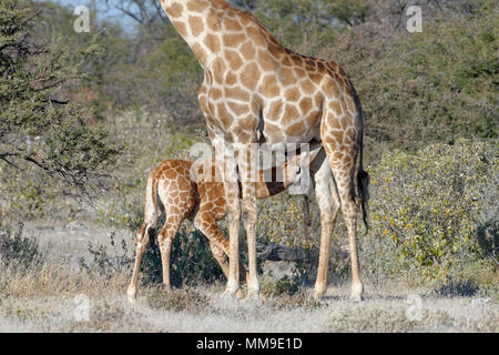 Angolan giraffes (Giraffa camelopardalis angolensis), mother suckling her baby, Etosha National Park, Namibia Stock Photo