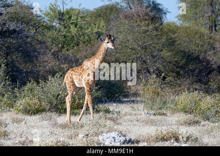 Angolan giraffe (Giraffa camelopardalis angolensis), young animal walking in dry bushland, Etosha National Park, Namibia Stock Photo