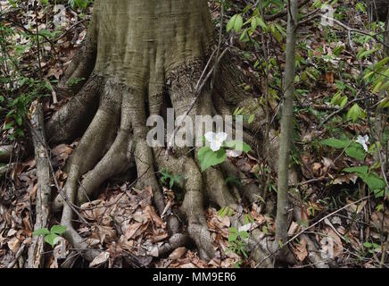 Scenic landscape of a large white trillium flower emerging among the roots of an American beech tree in a spring forest. Stock Photo