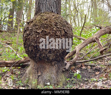 A huge burl on the trunk of a mature white oak tree in spring forest. Stock Photo
