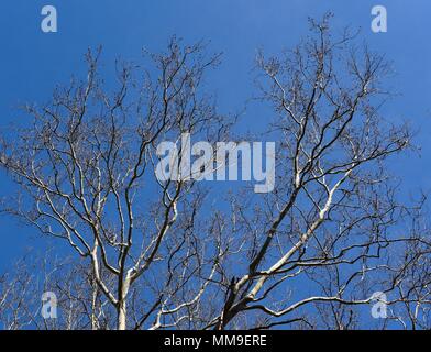 White and brown branches of a sycamore tree silhouetted against a blue sky. Stock Photo
