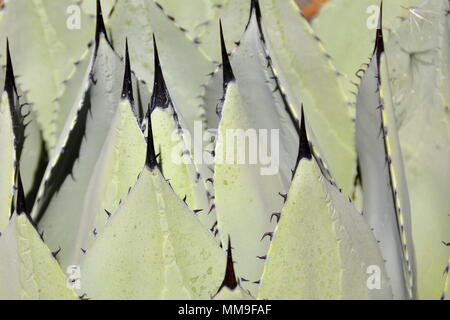 Closeup on black tipped Agave plant Stock Photo