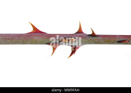 Red thorns from rose bush isolated on white background Stock Photo