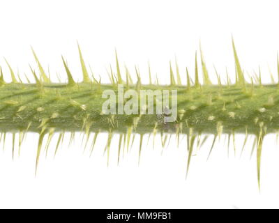 Thorns from rose bush isolated on white background Stock Photo