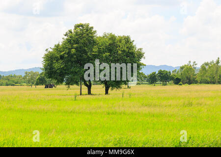 Twin tamarind tree in the rice field in Thailand Stock Photo