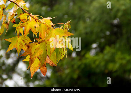 red and orange leaves of the liquidambar under the autumn rain Stock Photo