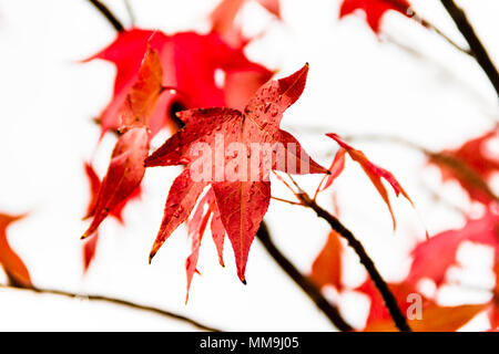 red and orange leaves of the liquidambar under the autumn rain Stock Photo