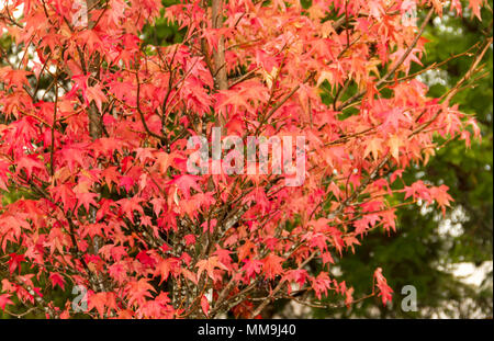 red and orange leaves of the liquidambar under the autumn rain Stock Photo