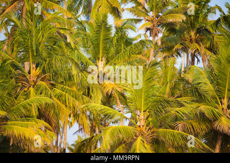 Close-up view of green foliage of coconut trees at sunset on Varkala beach in Kerala state, India. Stock Photo