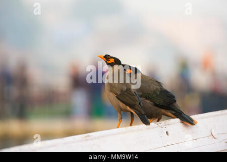 Beautiful couple of Myna birds on a colored blurred background in Varanasi, India Stock Photo