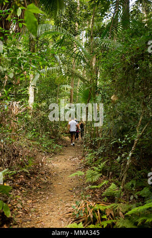 Walking track, with people, leading through dense emerald green vegetation of rainforest in Eungalla National Park Queensland Australia
