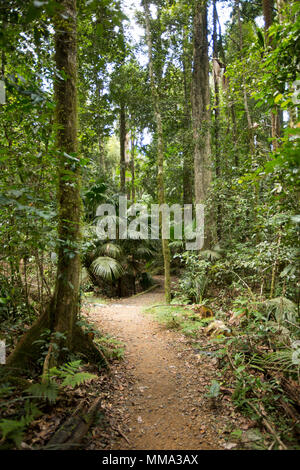 Walking track through dense emerald green vegetation of rainforest in Eungalla National Park Queensland Australia Stock Photo