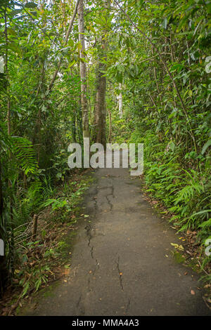 Walking track through dense emerald green vegetation of rainforest in Eungalla National Park Queensland Australia