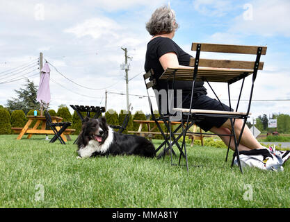A border collie rests on the grass as his human relaxes with a beverage at an outdoor restaurant in Central Saanich, British Columbia, Canada Stock Photo