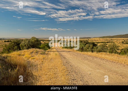 Long straight gravel road slicing through Australian outback landscape with scattered shrubs and stretching to distant horizon under blue sky Stock Photo