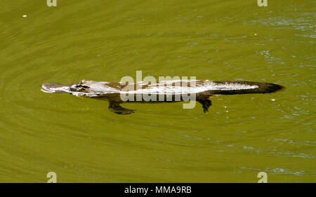 Platypus, Ornithorhynchus anatinus, swimming in water of Broken River at Eungalla National Park,, northern Queensland Australia. Stock Photo