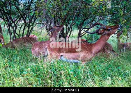 Many Impala buck feeding in green grass and trees at Imfolozi-Hluhluwe game reserve in Zululand, KwaZulu Natal, South Africa Stock Photo