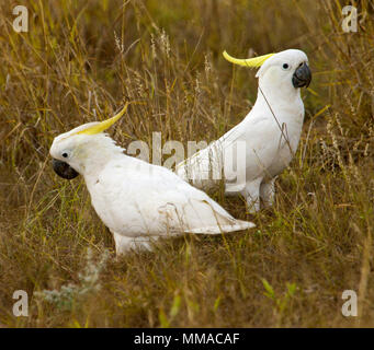 Two sulphur-crested cockatoos on the ground among dry grasses in the wild in western Queensland Australia Stock Photo