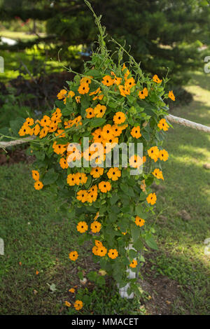 Cluster of bright orange flowers and green leaves of Thunbergia alata  black-eyed Susan, a weed species / climbing garden plant on post in Australia