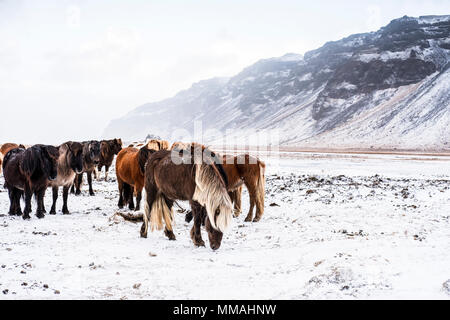 icelandic horses grazing on a snow covered landscape beneath the volcanic mountain ranges of southern iceland Stock Photo