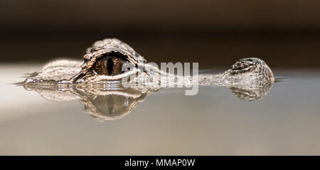 Photo of a Chinese Alligator poking its head above the water. It is one of just two alligator species in the world. Stock Photo