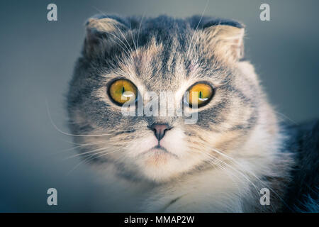 close up portrait of a cute Scottish fold kitten . Stock Photo