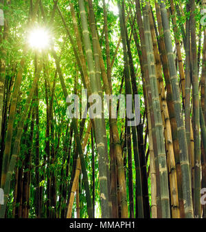 Green Bamboo forest, with sun light coming through the leafs, nature background Stock Photo