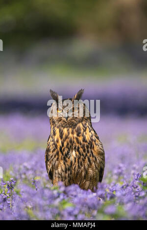 European( Eurasian) Eagle-Owl ; Bubo bubo, perched against a background of bluebells Stock Photo