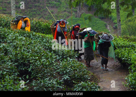 NUWARA ELIYA, SRI LANKA - FEBRUARY 7, 2015: A group of tired tamil women coming back from plantation with heavy bags full of fresh tea leaves. Stock Photo