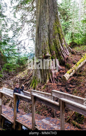 woman stands in front of a beautiful old growth western red cedar tree Stock Photo