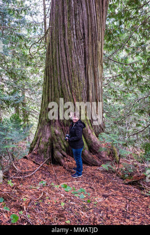 woman stands in front of a beautiful old growth western red cedar tree Stock Photo