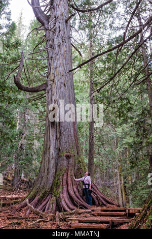 woman stands in front of a beautiful old growth western red cedar tree Stock Photo