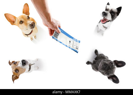 holiday vacation group of dogs waiting in airport terminal ready to board the airplane or plane at the gate,  flight ticket with owner Stock Photo