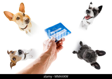 holiday vacation group of dogs waiting in airport terminal ready to board the airplane or plane at the gate,  flight ticket with owner Stock Photo