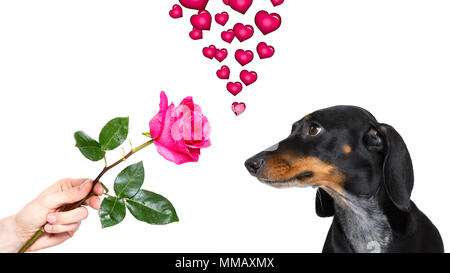 dachshund dog with  a pink red rose , in love with his owner, for valentines Stock Photo