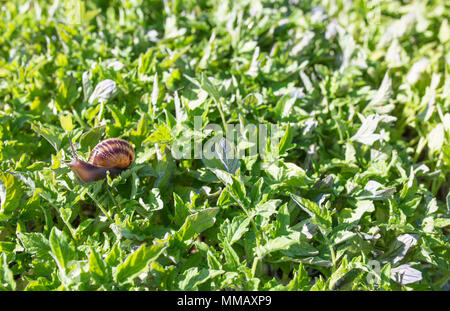 Garden snail over tomato seedlings. Bug plague concept Stock Photo