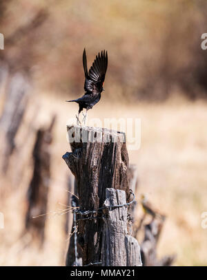 Red-winged blackbird (Agelaius phoeniceus); on ranch fence; central Colorado; USA Stock Photo