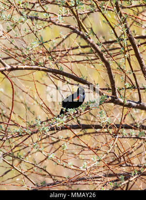 Red-winged blackbird (Agelaius phoeniceus); central Colorado; USA Stock Photo