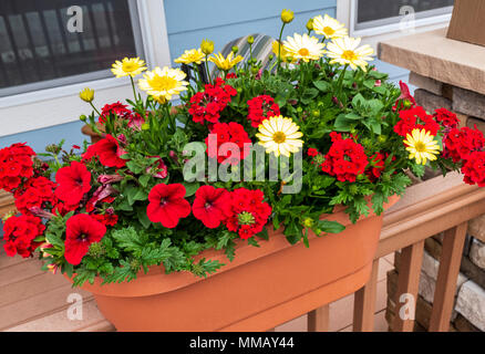 Red geraniums; Red Petunia; Empress Flair Red Verbena; yellow Osteospermum & Cape Daisy's in planter Stock Photo