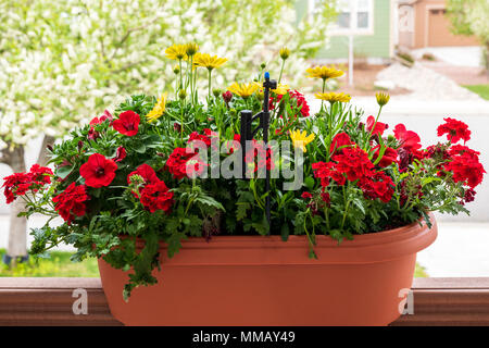 Red geraniums; Red Petunia; Empress Flair Red Verbena; yellow Osteospermum & Cape Daisy's in planter Stock Photo