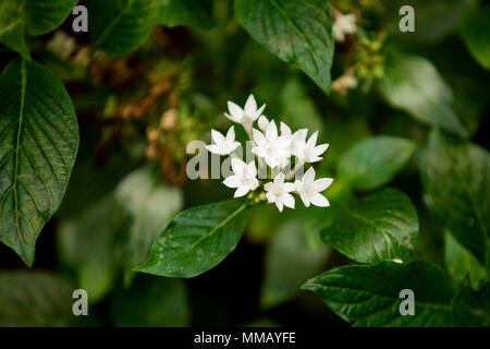 Butterfly White pentas, or pentas lanceolata, Egyptian star cluster, star flower, with green leaves on a bush. Stock Photo