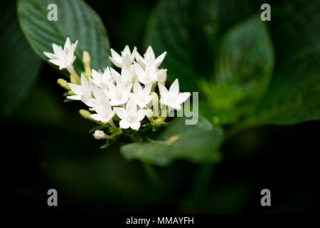 Butterfly White pentas, or pentas lanceolata, Egyptian star cluster, star flower, with green leaves on a bush. Stock Photo