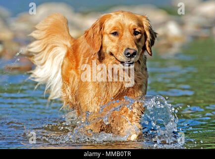 Golden Retriever running in river, water splashing. Stock Photo