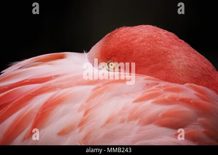 An isolated close up portrait of a Chilean flamingo (Phoenicopterus chilensis) with it's beak tucked under a plumage of feathers on a black background