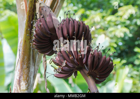 Red banana (Musa acuminata) a triploid cultivar (AAA Group /Cavendish group) of the wild banana Stock Photo