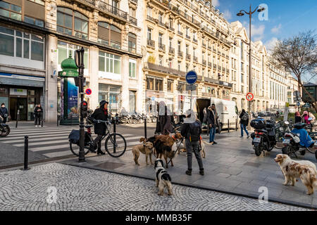 A large group of dogs being taken out for a walk  for a walk  along Rue Montorgueil , a pedestrian area in the heart of Paris ,France Stock Photo