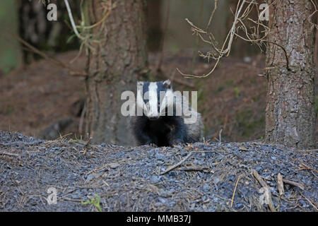 Adult Badger in the Forest of Dean Stock Photo