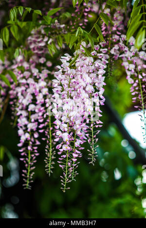 Blooming pink wisteria flowers during spring in the garden. Stock Photo